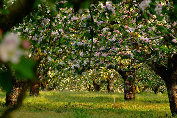 Loughgall Country Park & Golf Course