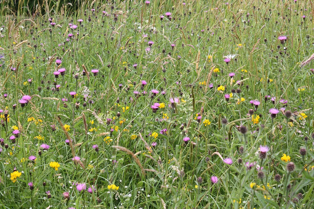 Wild Flowers