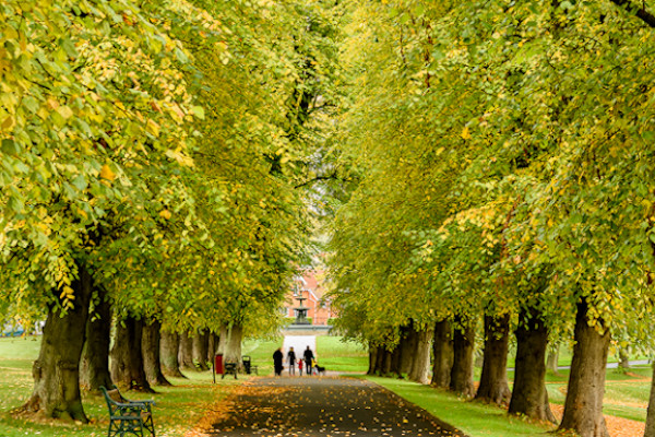 Mindfulness Walk - Lurgan Park