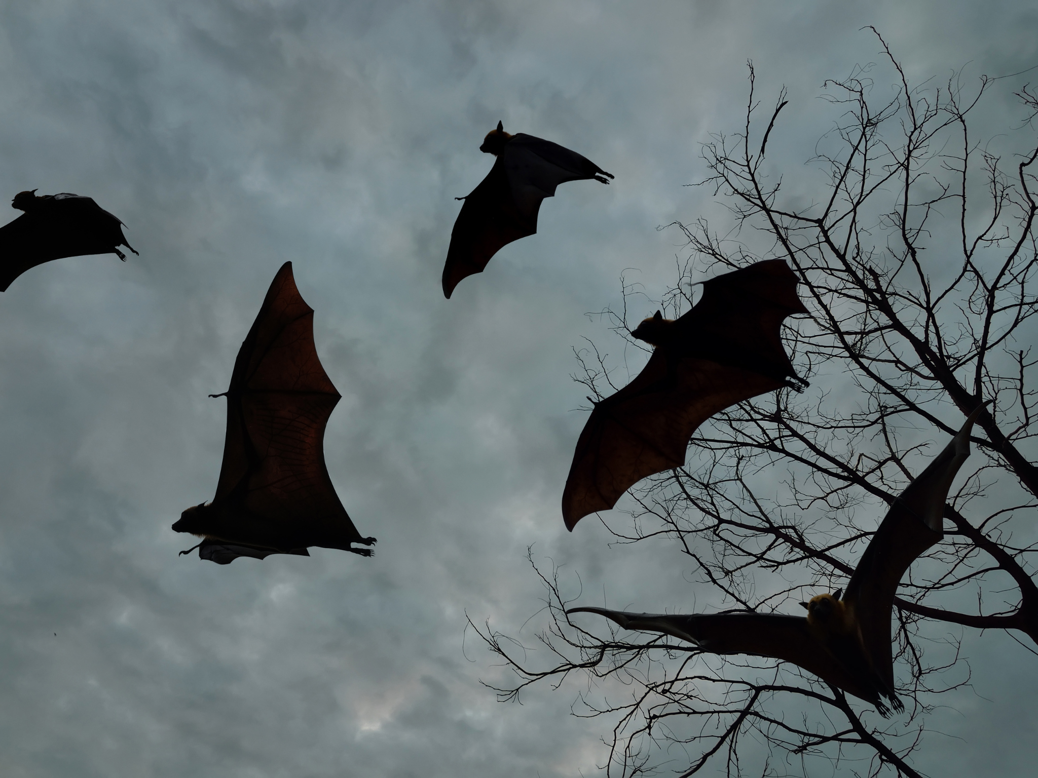 bats