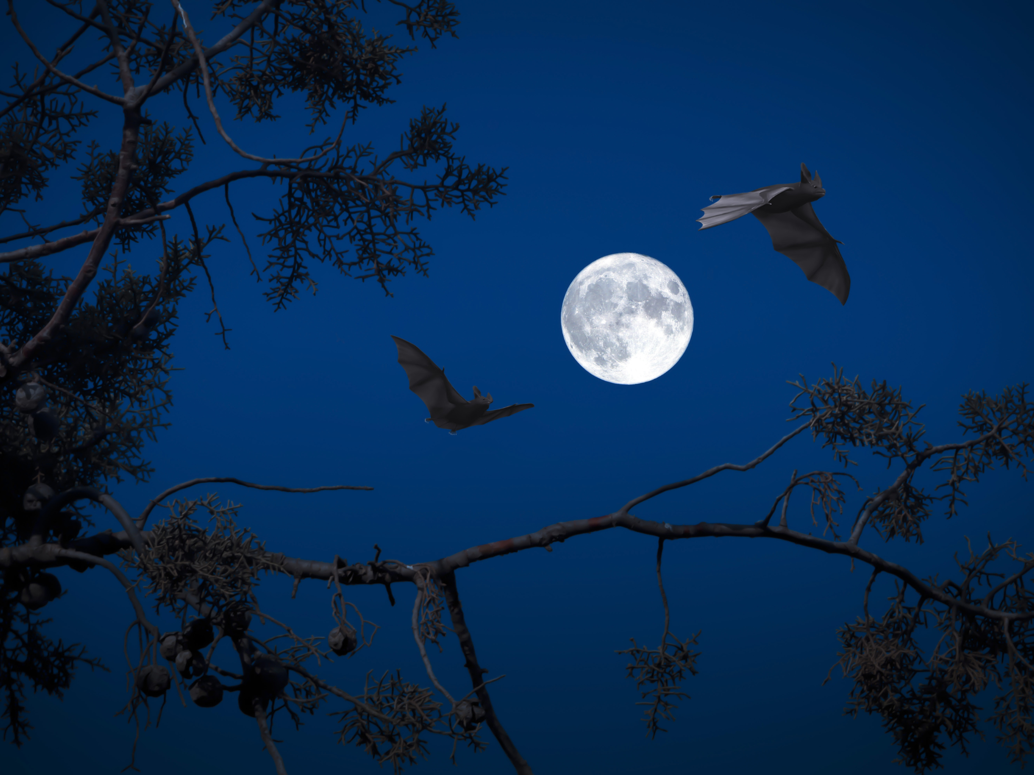 Bats at Night
