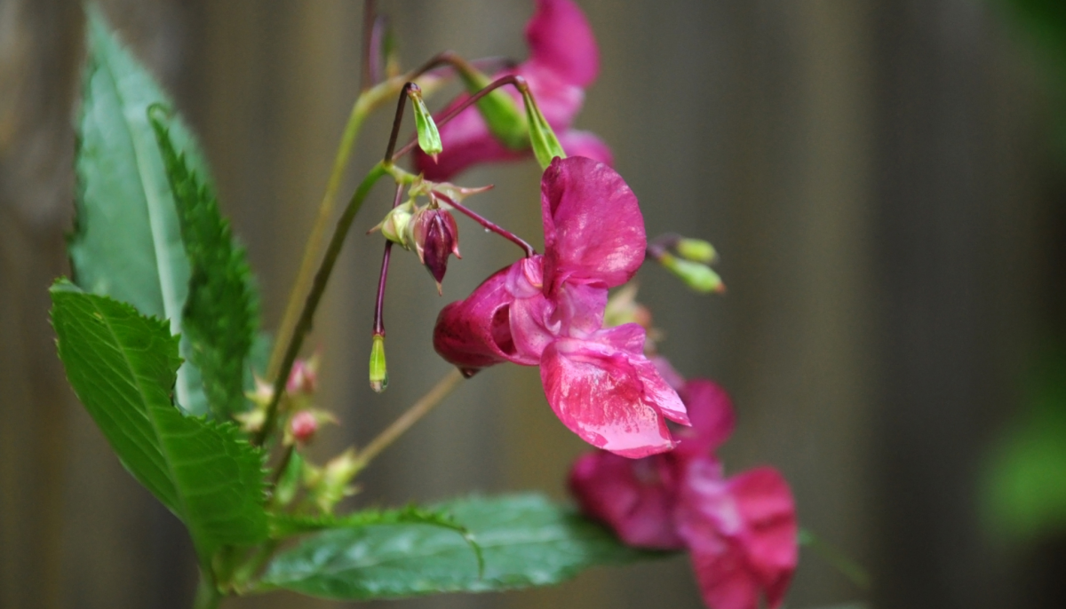 Balsam Bash web