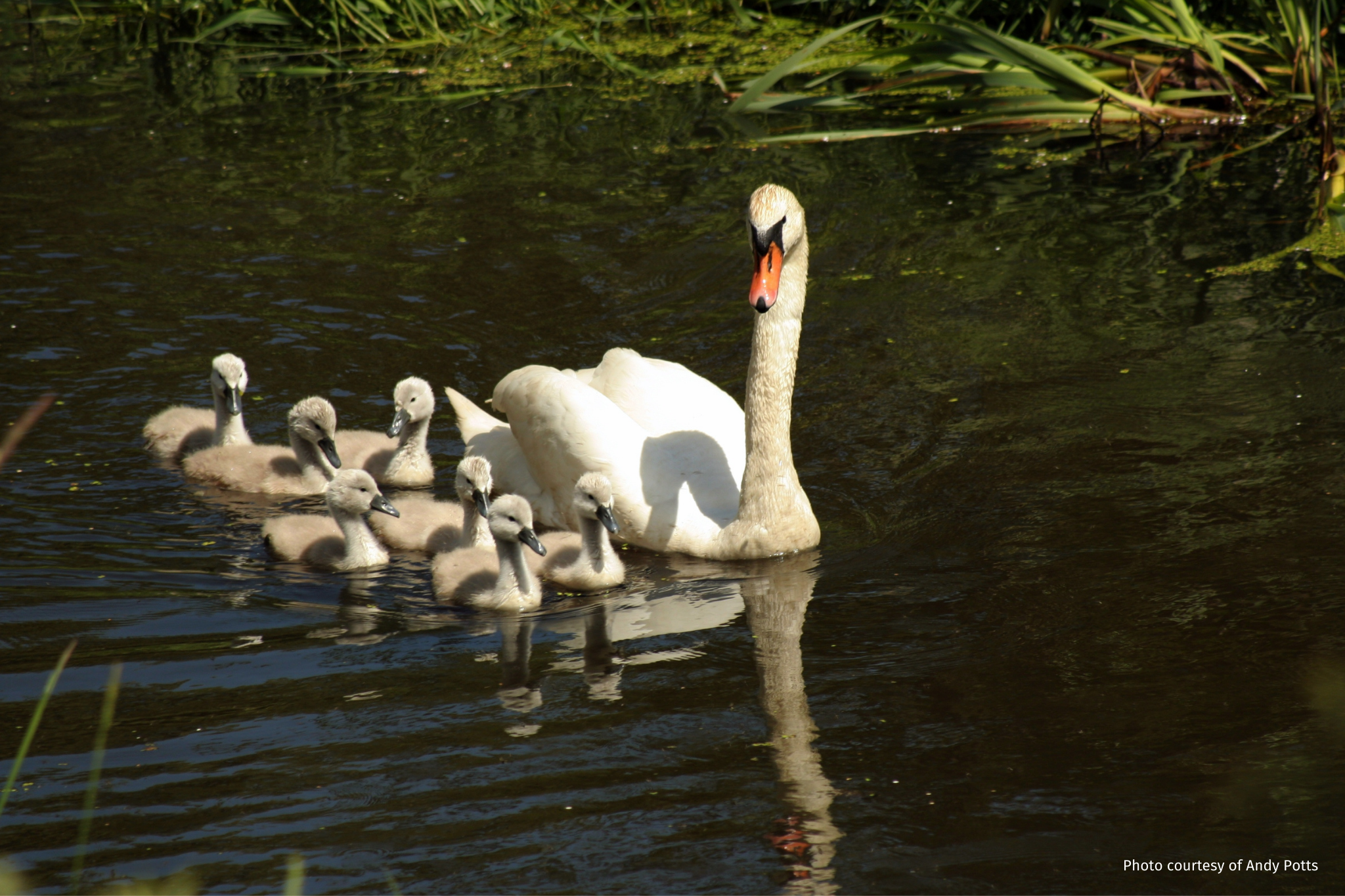 Swan and ducks river