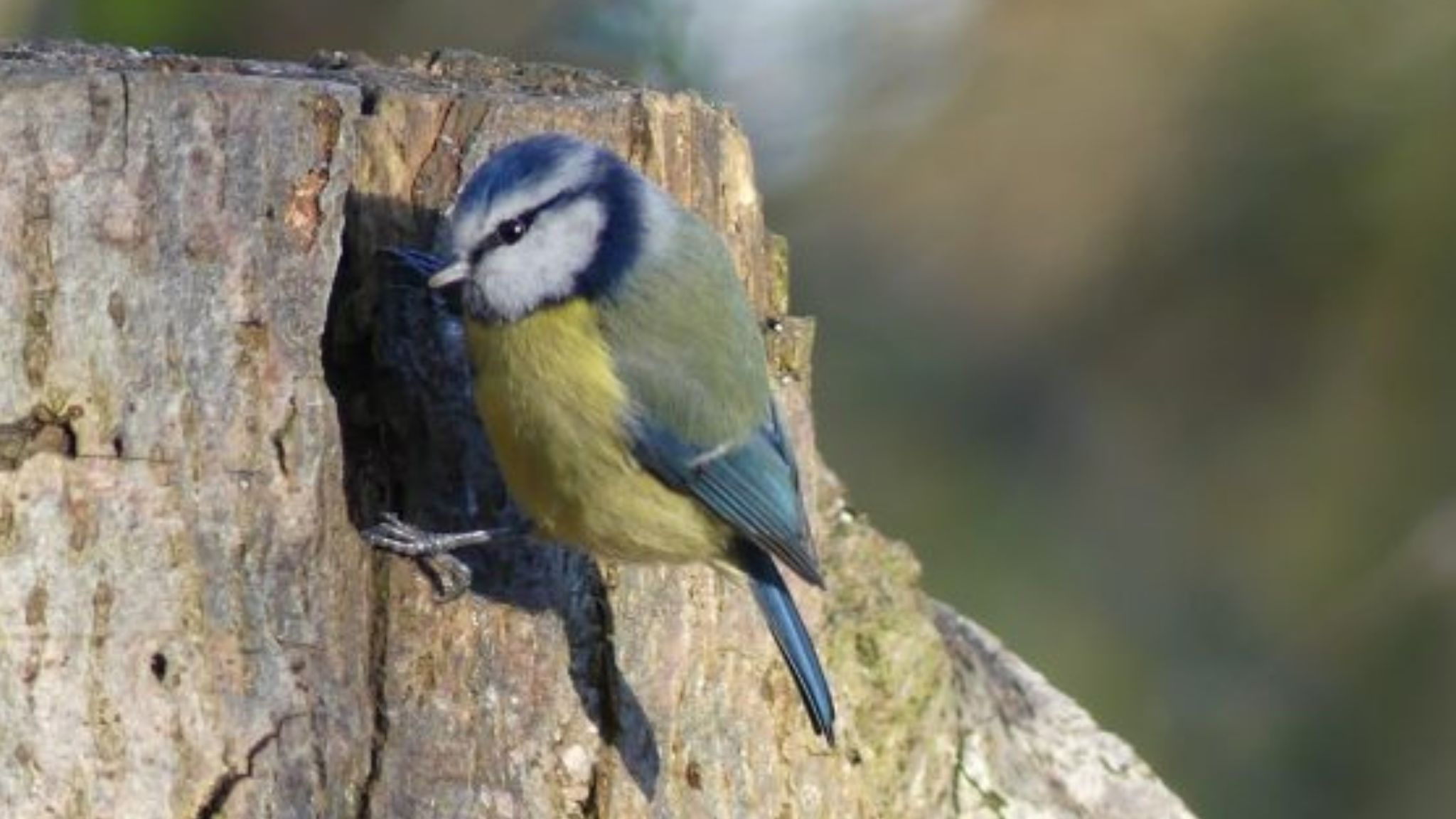 Oxford Island Woodland Birds Photography Workshop