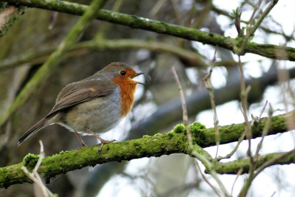 Oxford Island Christmas Trail