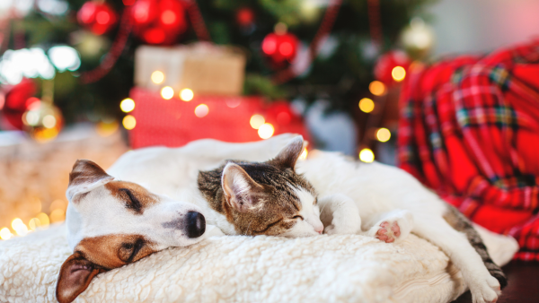 A cat and a dog sleeping on a fluffy cushion beside a Christmas tree.