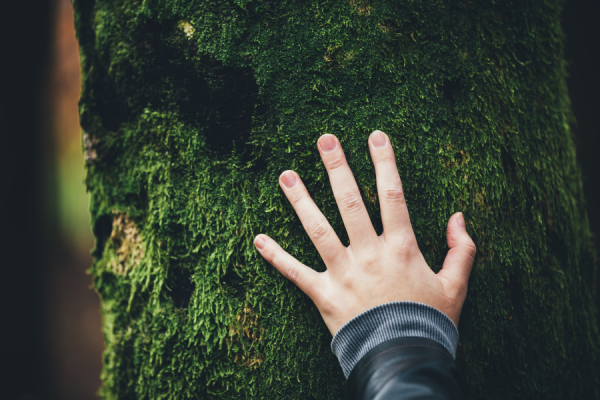 Forest Bathing Website Forest Bathing Website