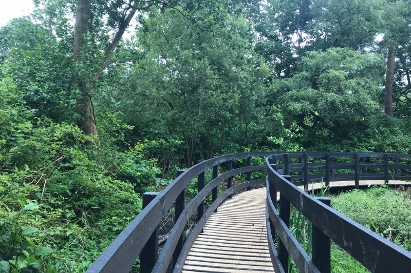 carnagh forest
